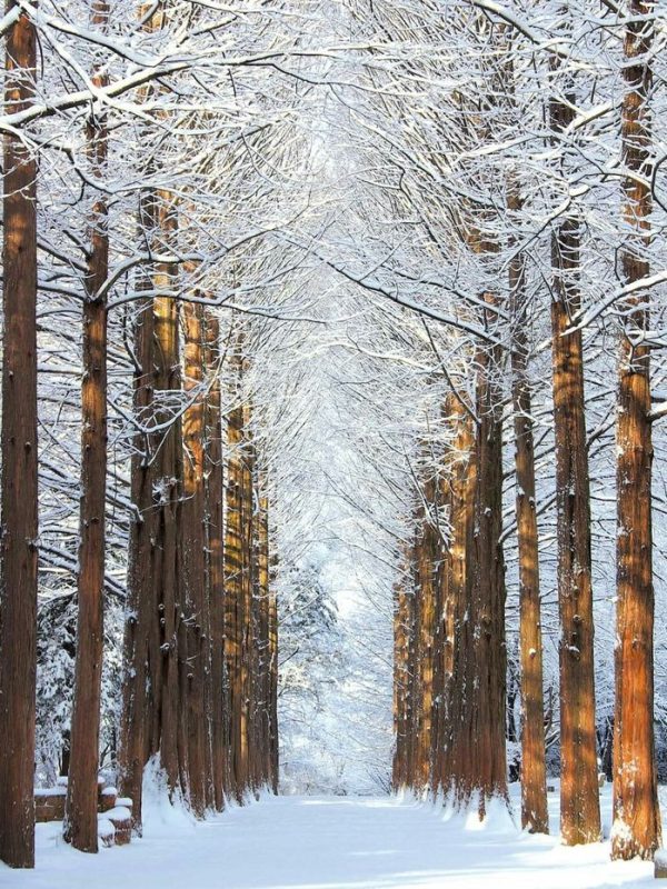 NAMI ISLAND