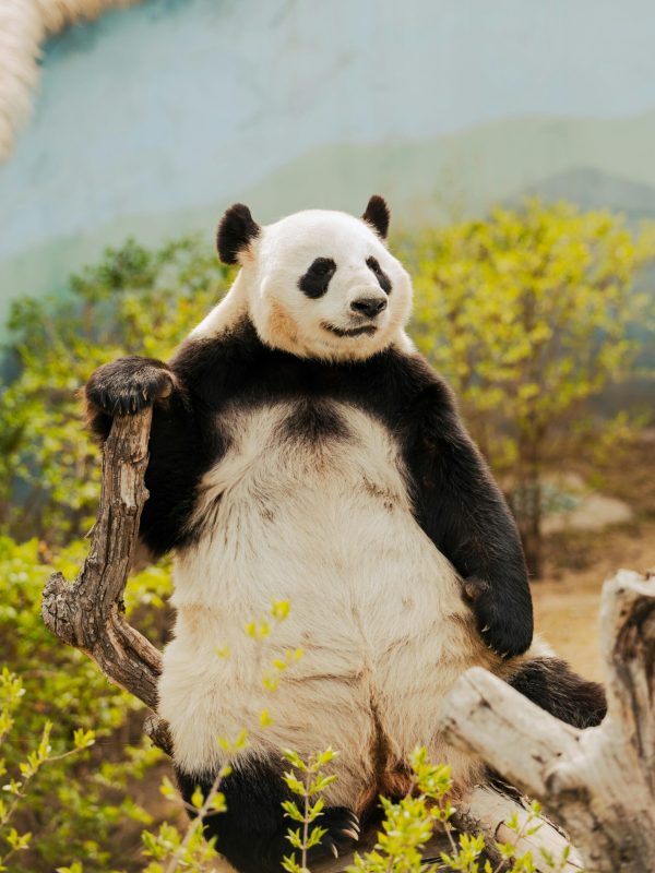 PANDA