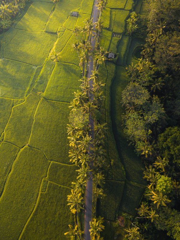 An aerial shot of a long road surrounded by trees and fields