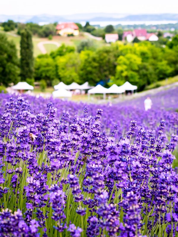 lavender