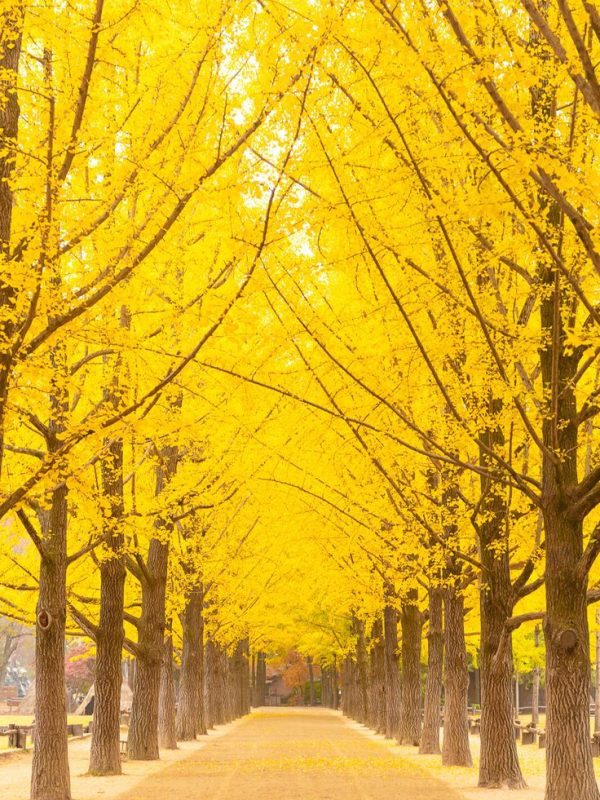 nami islandd autumn